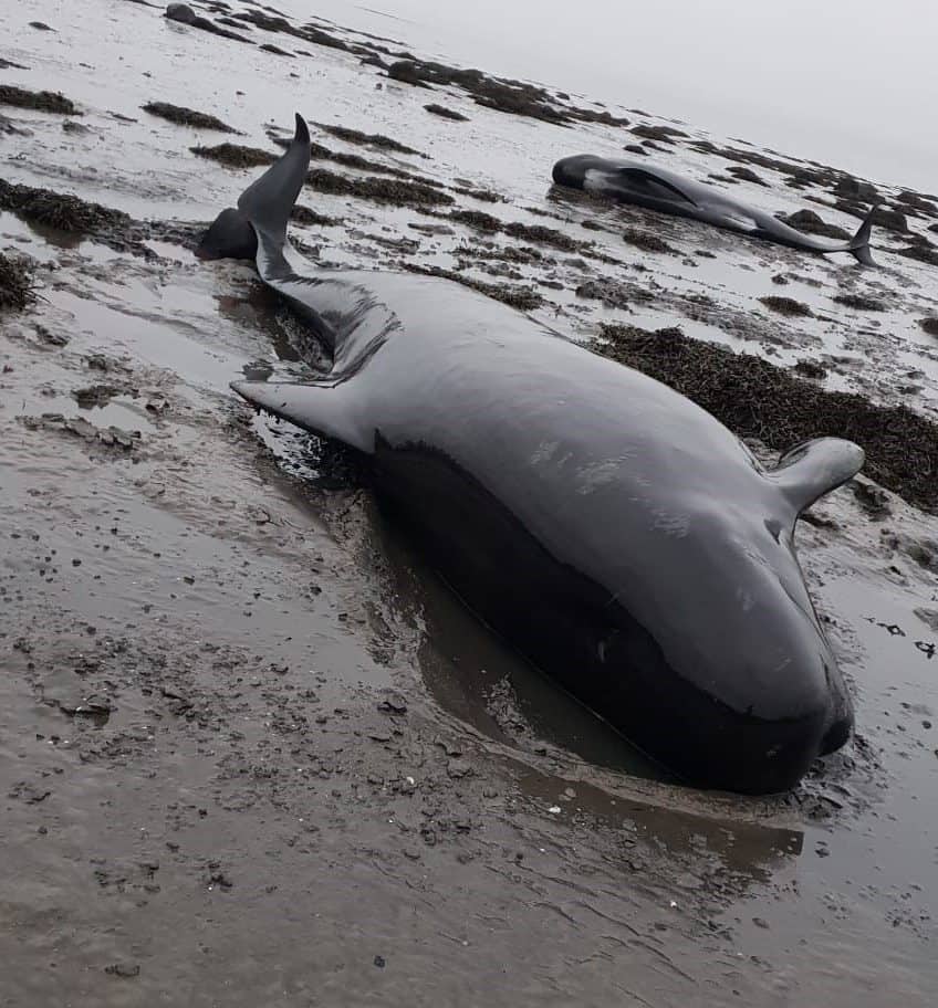 Fife whales restrand - British Divers Marine Life Rescue