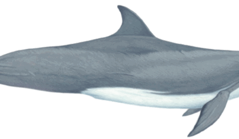 Bottlenose dolphin illustration by Martin Camm