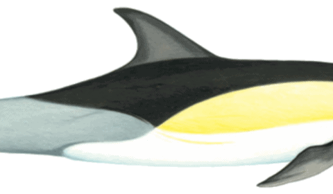 Short beaked common dolphin illustration by Martin Camm