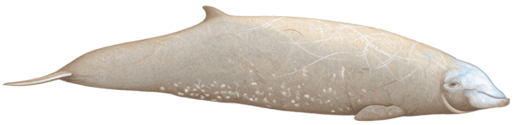 Cuvier's beaked whale illustration
