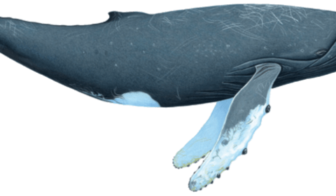 Humpback whale illustration