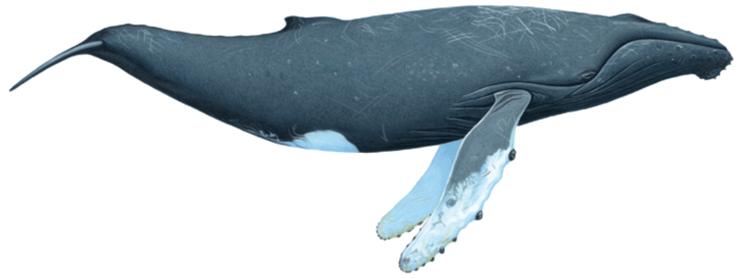 Humpback whale illustration