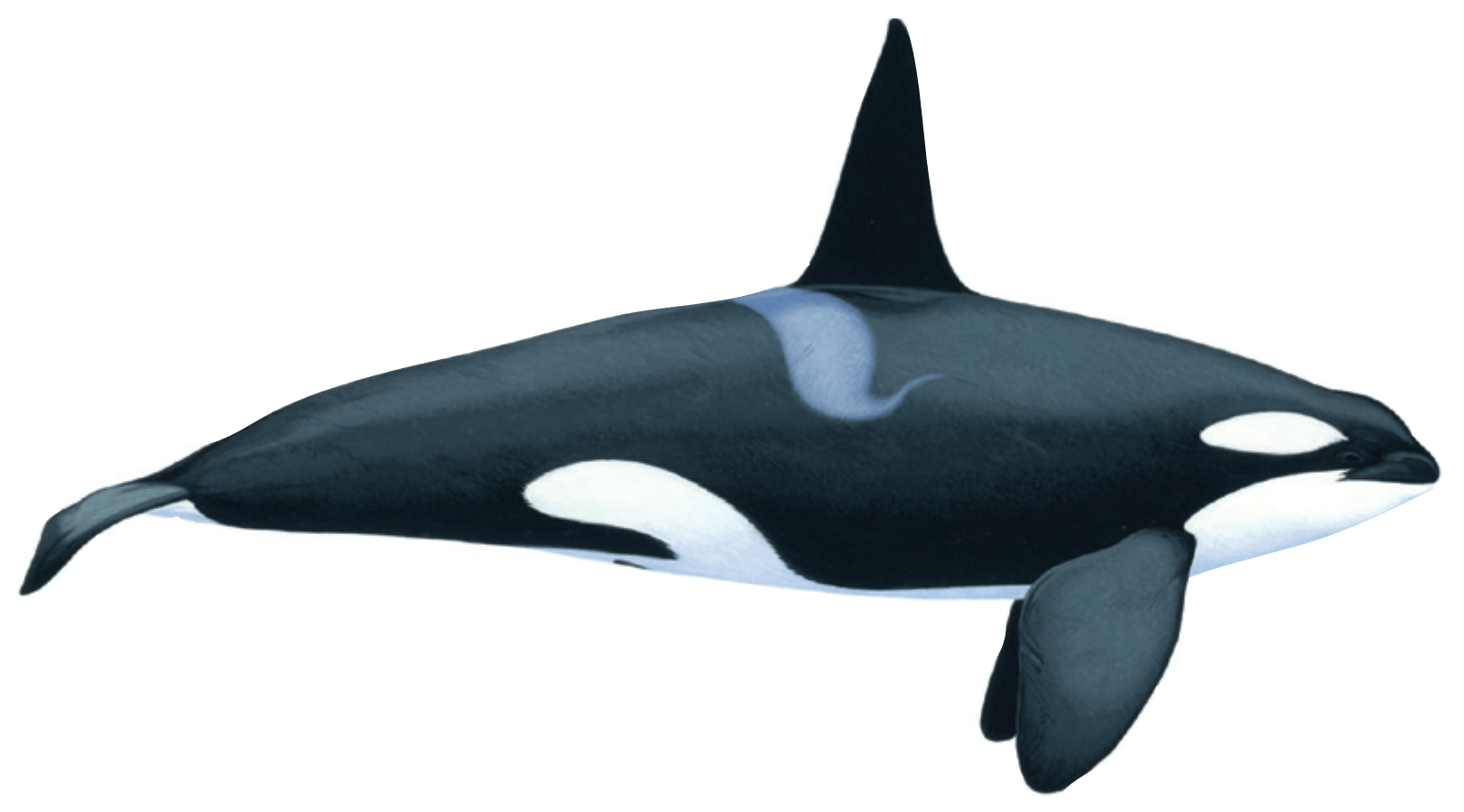 Orca - ElowenPearl
