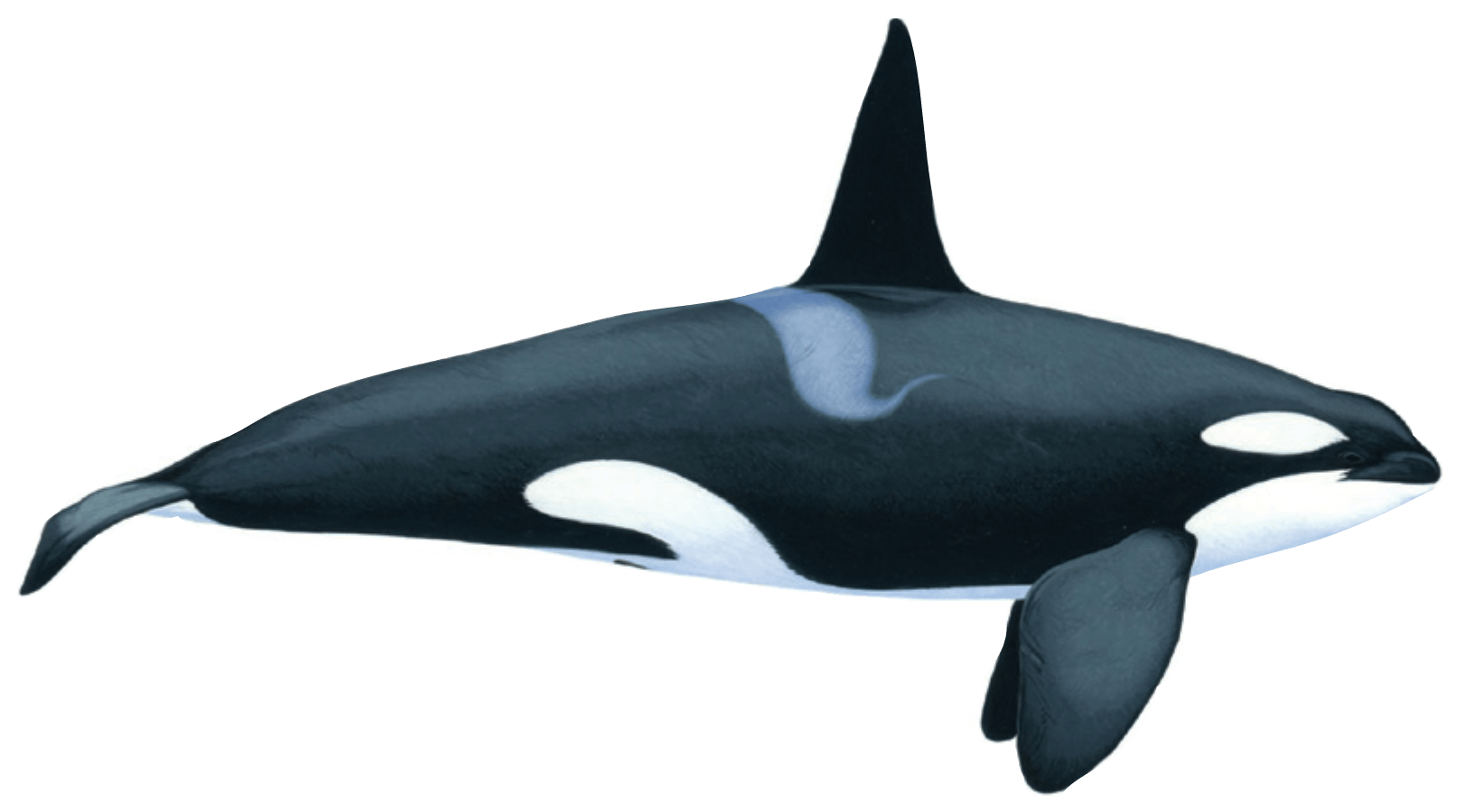 Killer whale / orca - British Divers Marine Life Rescue