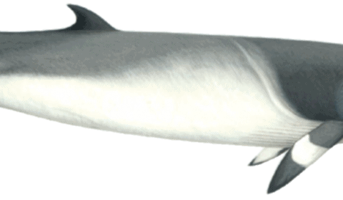 minke whale illustration