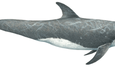 Risso's dolphin illustration by Martin Camm
