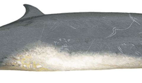 sowerbys beaked whale illustration by Martin Camm