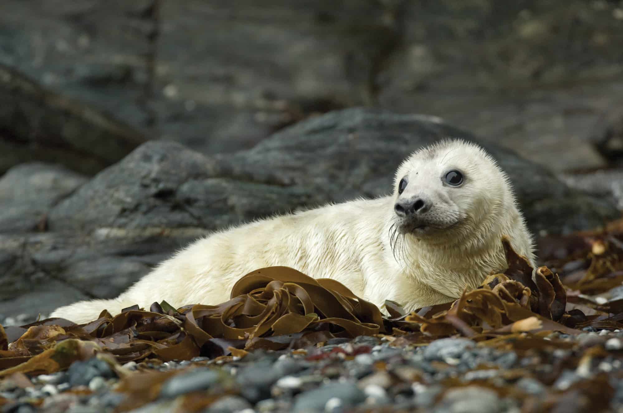 Seal Pup Asleep