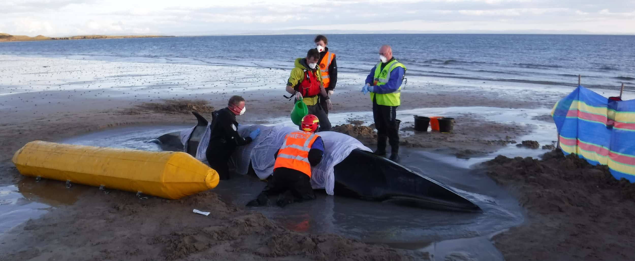 What to do if - British Divers Marine Life Rescue