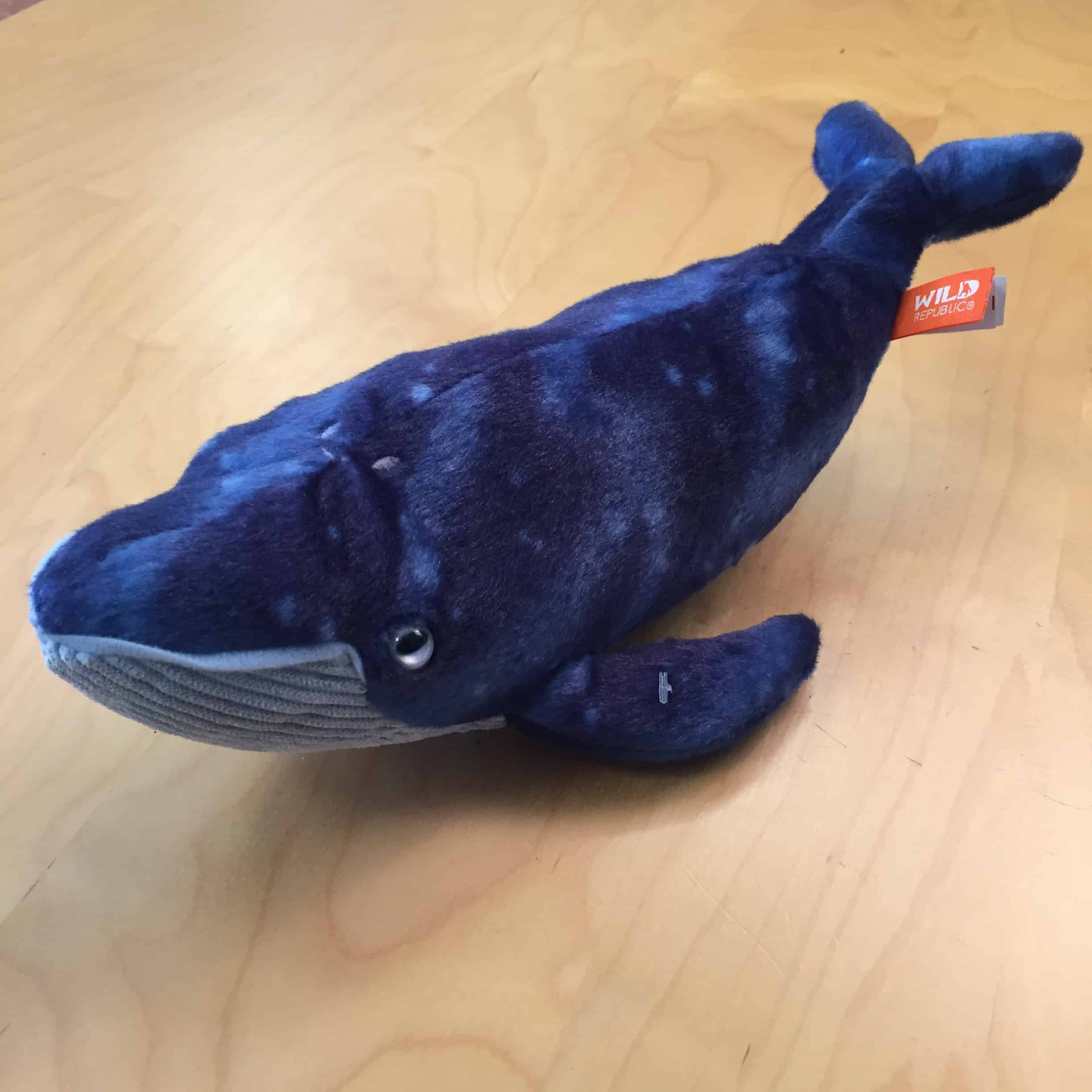 Blue Whale British Divers Marine Life Rescue