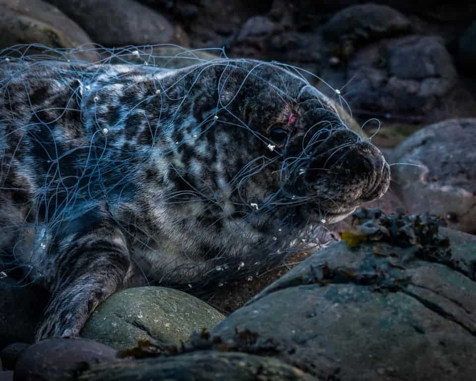 Happy World Oceans Day British Divers Marine Life Rescue