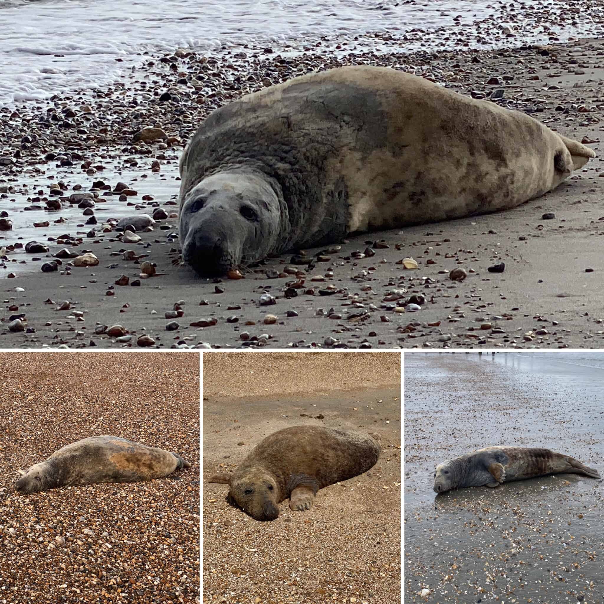 4 Adult Male Seals along the South Coast - British Divers Marine Life ...