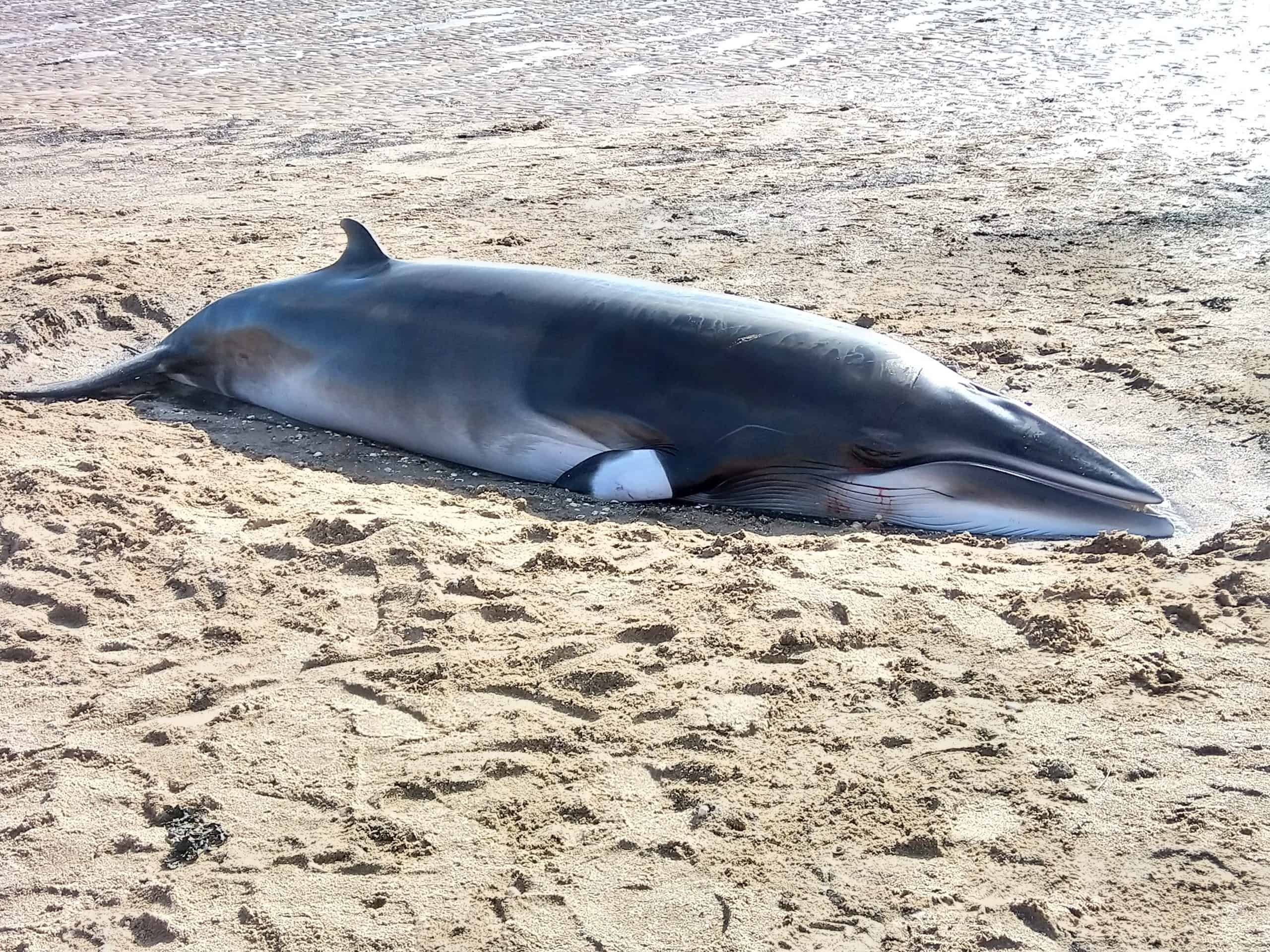 Minke Whale stranded at Pettycur Bay - British Divers Marine Life Rescue