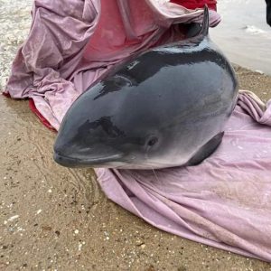 Successful Porpoise Rescue, Norfolk - British Divers Marine Life Rescue