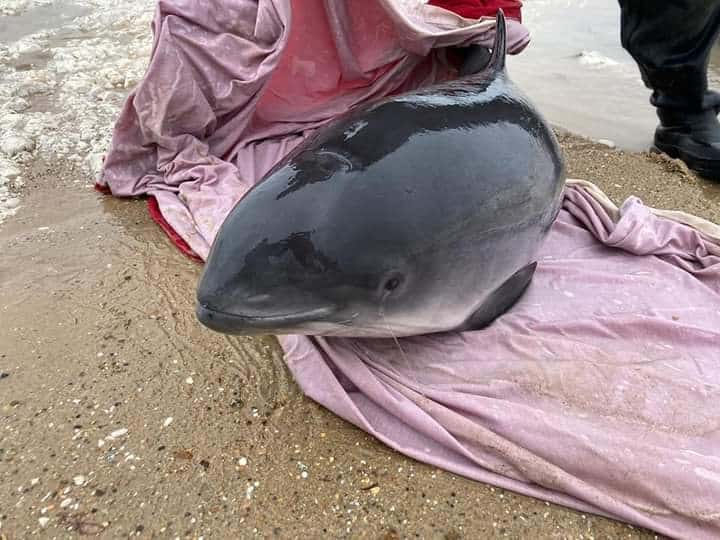 Successful Porpoise Rescue, Norfolk - British Divers Marine Life Rescue