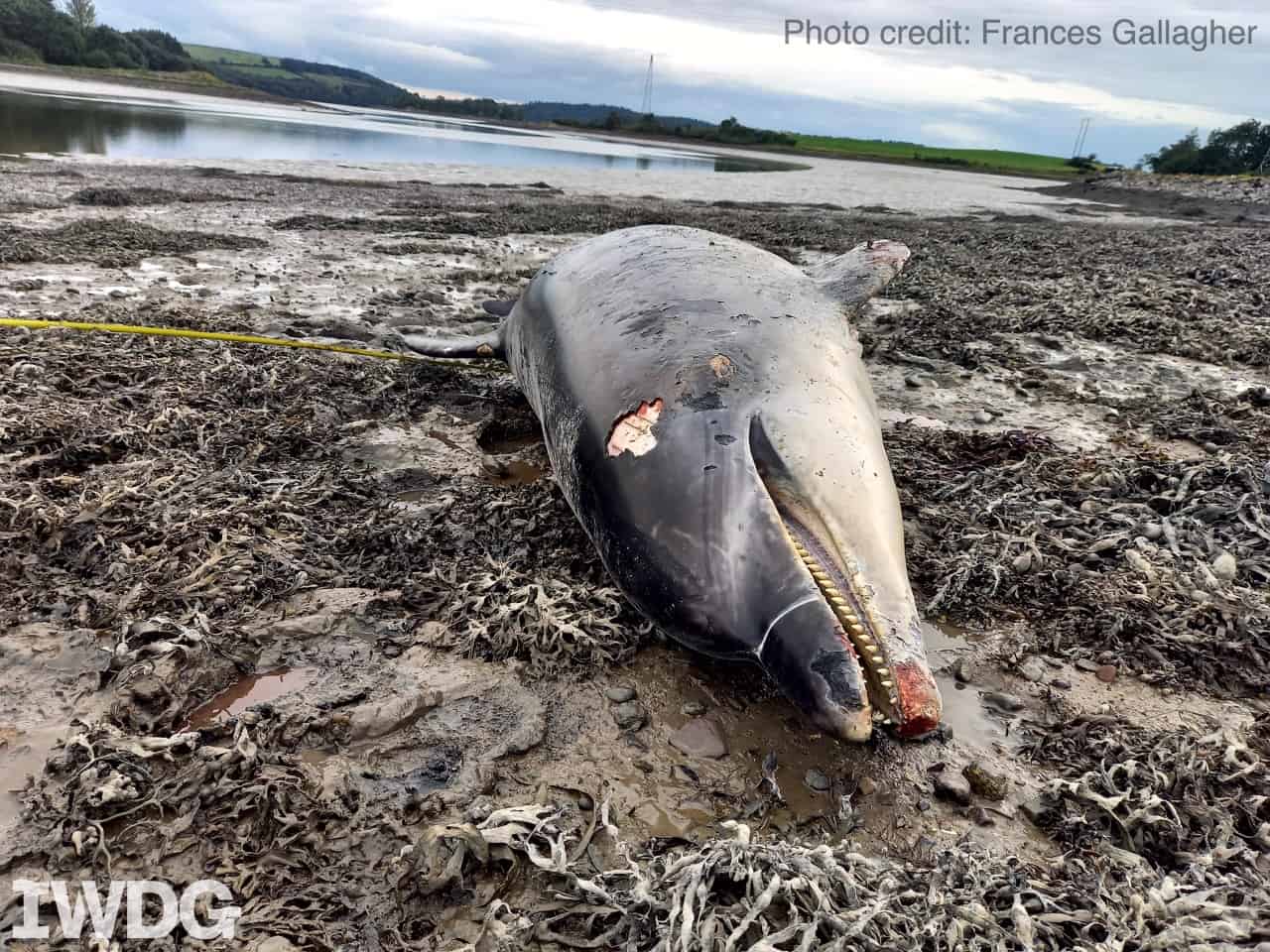 Social solitary dolphin killed by boat in Ireland - British Divers