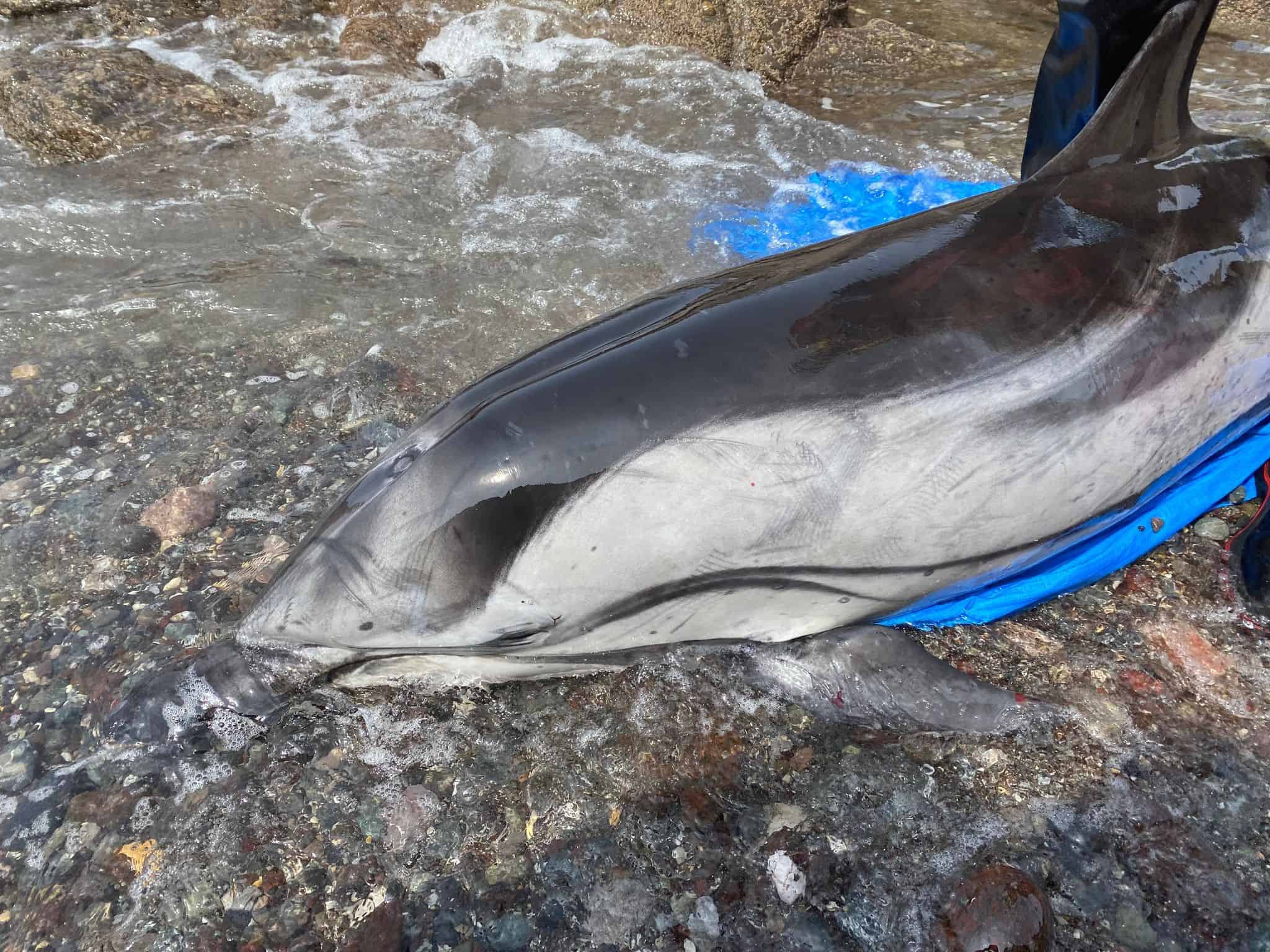 Two striped dolphin strandings in SW England - British Divers Marine ...