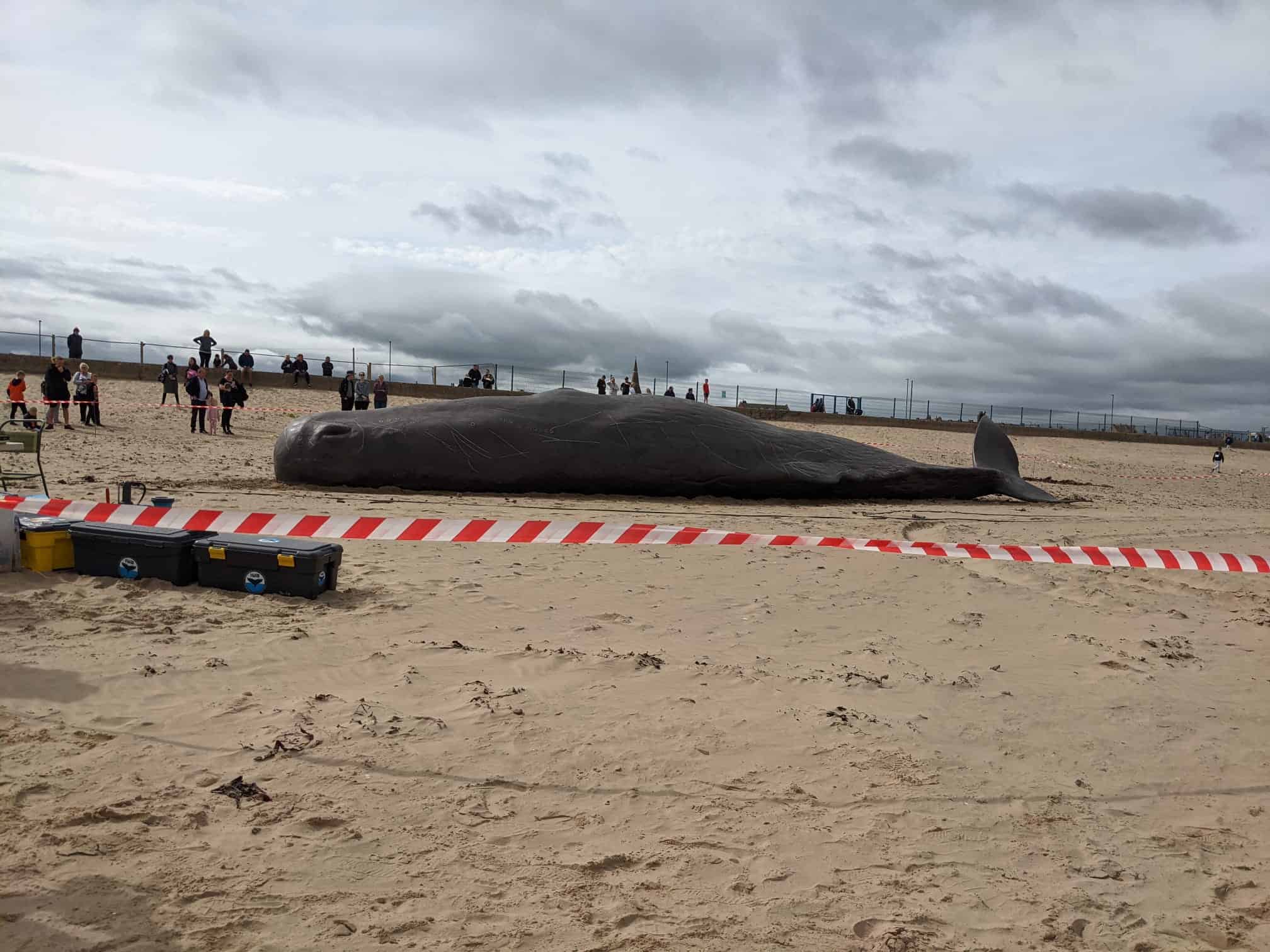 Sperm Whale in Redcar - British Divers Marine Life Rescue