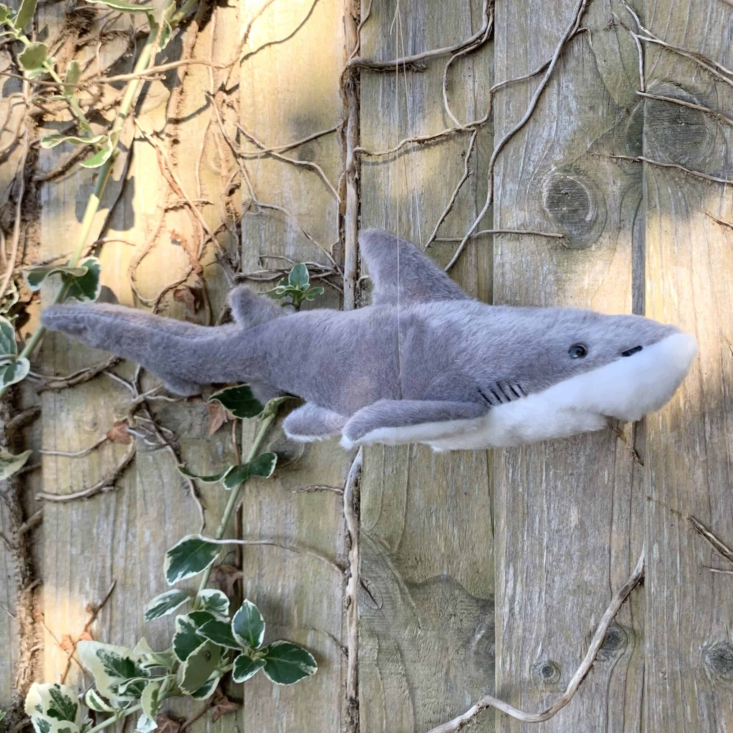 Mako Shark British Divers Marine Life Rescue