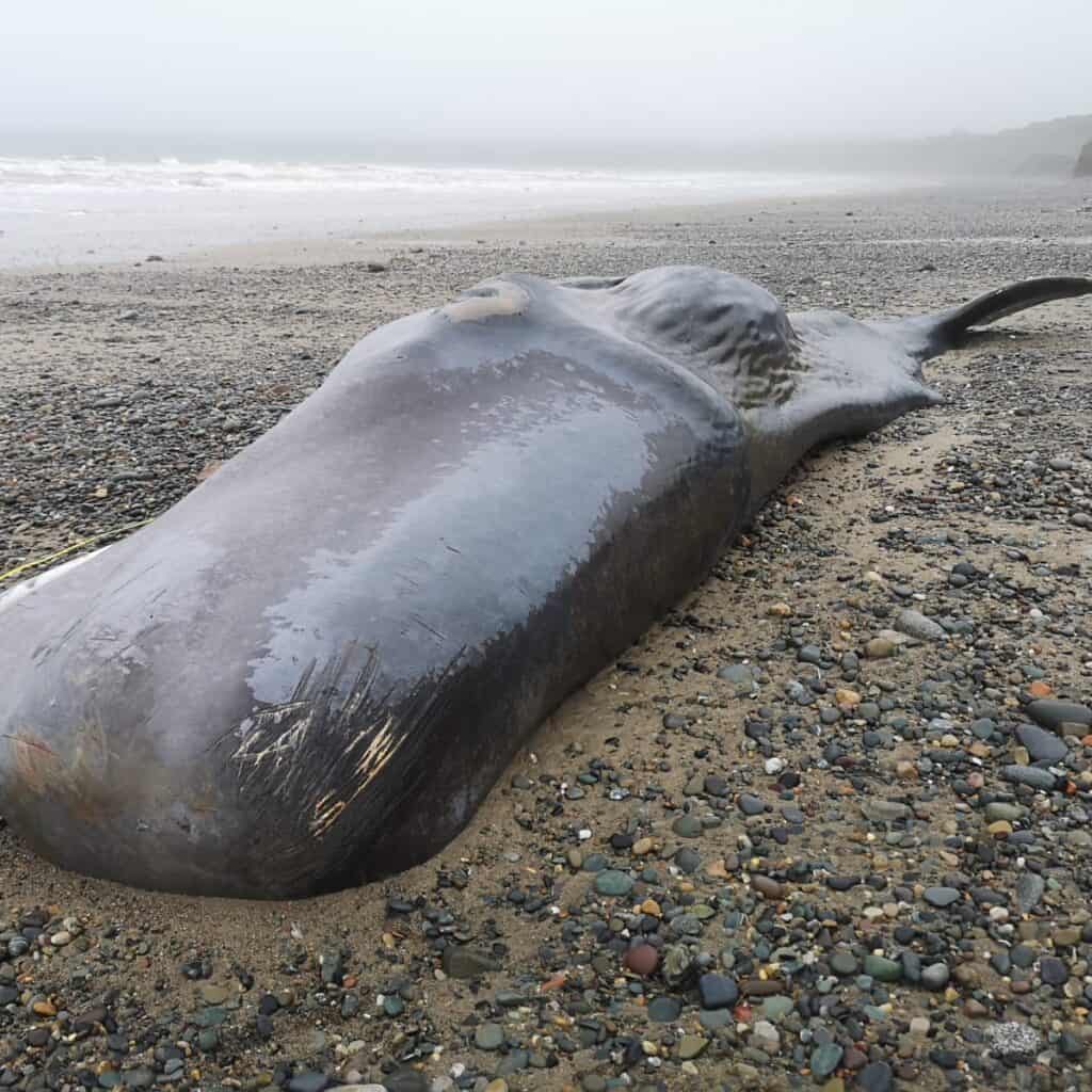 All you need to know about whale strandings in the UK and Europe