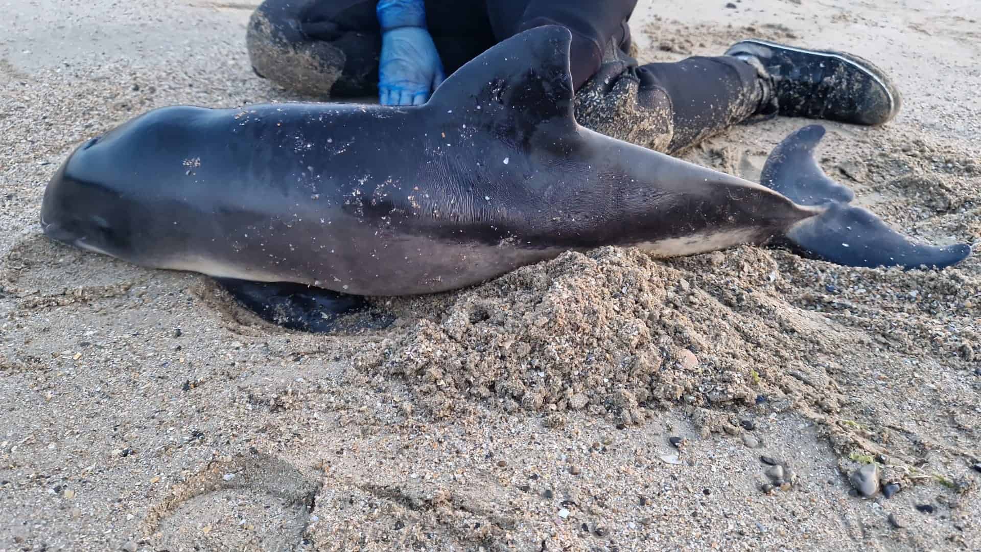 Porpoise neonate rescue in Anglesey - British Divers Marine Life Rescue