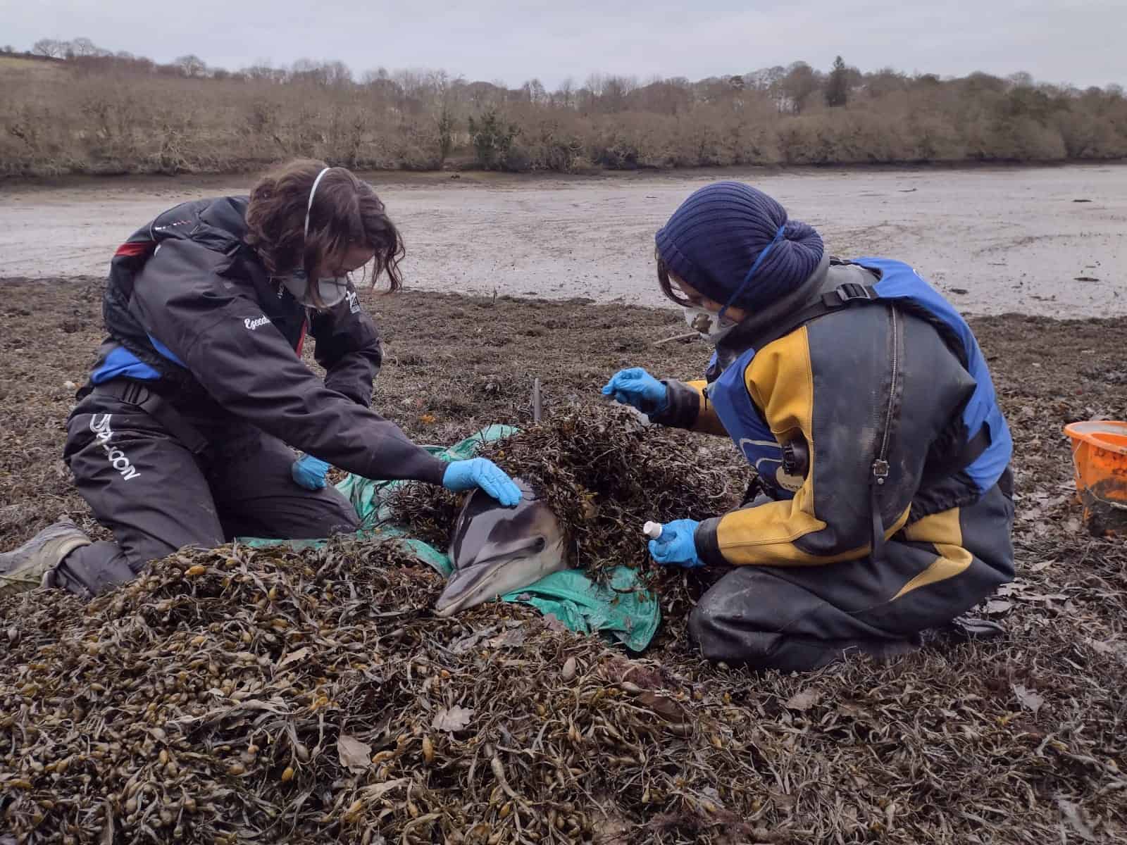 Dolphin Stranding Cornwall - British Divers Marine Life Rescue