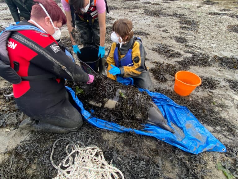 Lone dolphin stranding, Cornwall - British Divers Marine Life Rescue