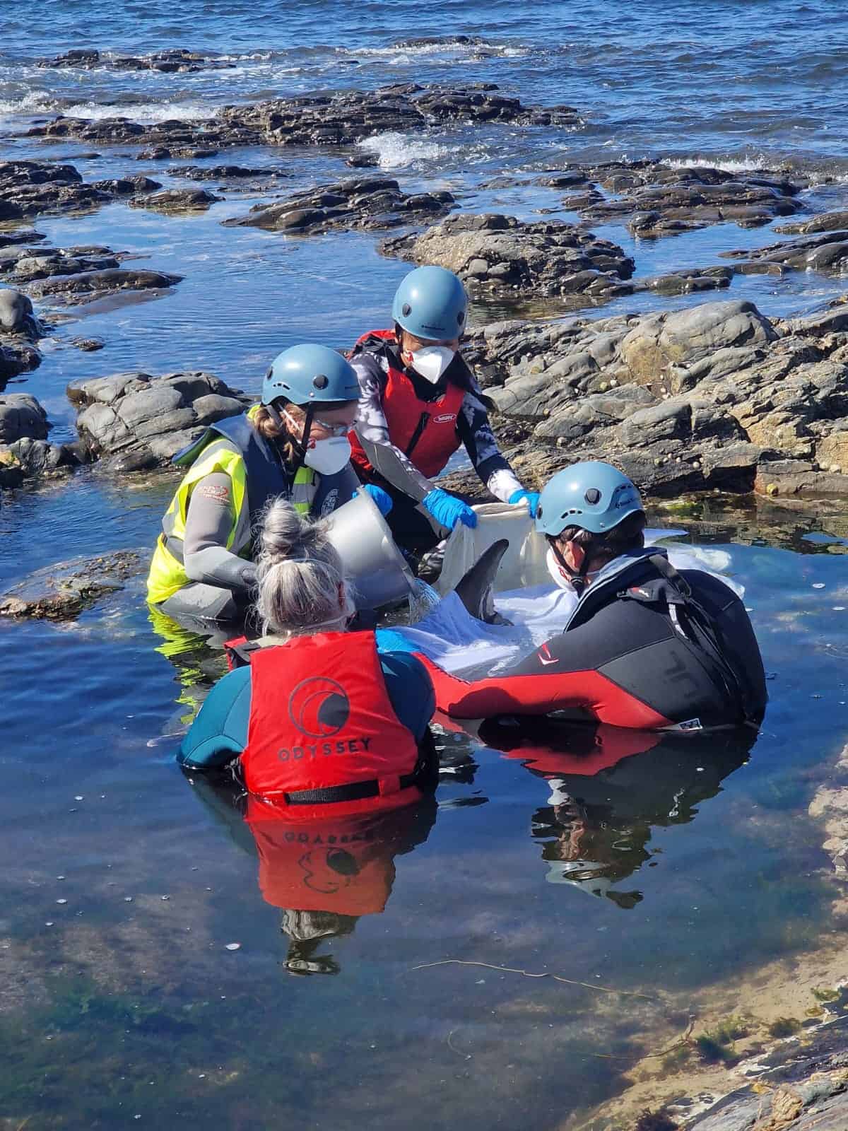 Cornwall dolphin rescue - British Divers Marine Life Rescue