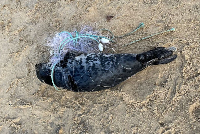 Urgent Rescue for Suffolk Entangled Seal - British Divers Marine Life Rescue