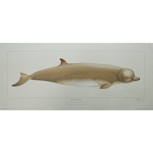 Limited edition Thames Whale print