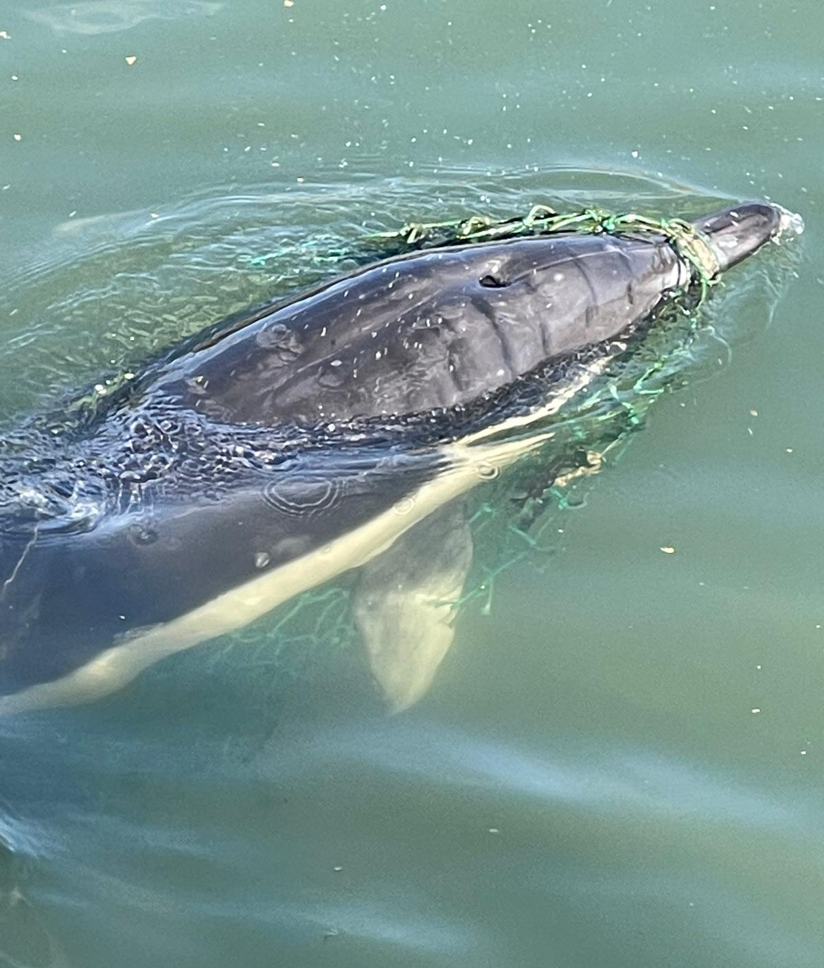 Entangled Dolphin Rescue in Suffolk - British Divers Marine Life Rescue